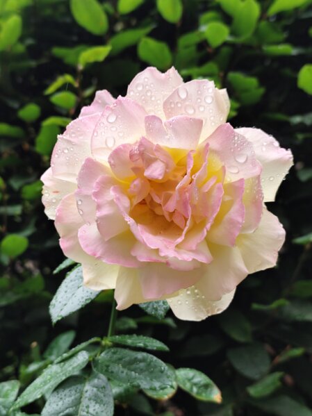 Rosafarbene Rose, Regentropfen auf den Blättern, grüne Blätter im Hintergrund