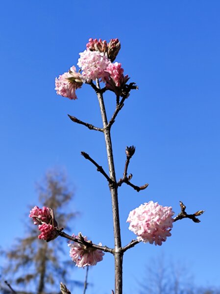 Rosa Blüten am Ast, blauer Hintergrund